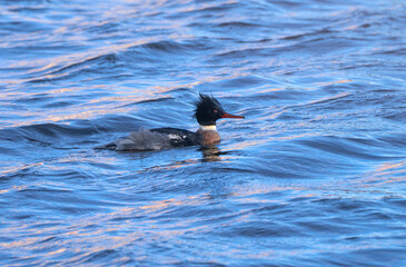 Obraz premium close up on Red-breasted merganser on river