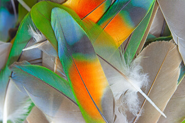 Beautiful colorful group parrot feather pattern texture luxury for background © nadtytok28