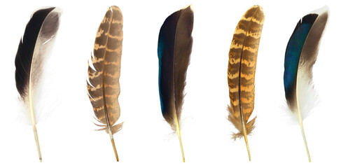 Beautiful collection feather isolated on white background © nadtytok28