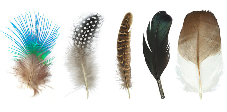 Beautiful collection feather isolated on white background