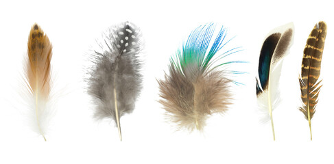Beautiful collection feather isolated on white background © nadtytok28