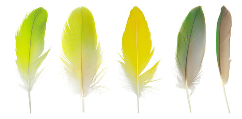 Beautiful collection feather isolated on white background © nadtytok28