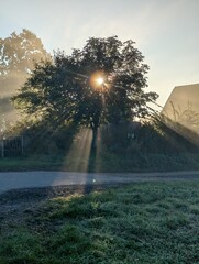 The morning sun shines behind a large tree, and the sunbeams work their way through the leaves