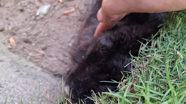 Close Up of Human Hand Stroking a Soft Black Rabbit Oryctolagus cuniculus Lying on Green Grass in the Garden During Daytime