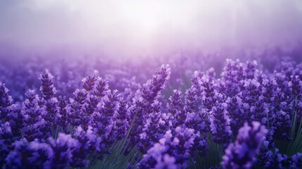 Aromatic purple lavender flowers blooming in a summer field at sunrise with soft golden light and misty bokeh background. Beautiful Provencal landscape and botanical garden.