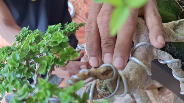 Close Up of Gardener Hands Pruning and Shaping Small Green Bonsai Tree Premna microphylla with Wire to Create Artistic Shape Indoor