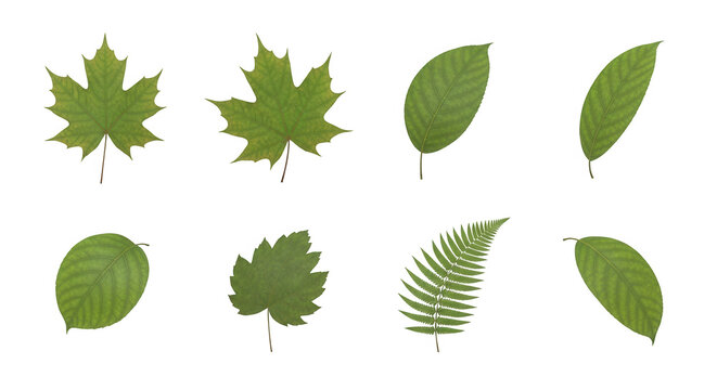 various green leaves arranged on a white backdrop different shapes and natural textures potentially for educational or design resources