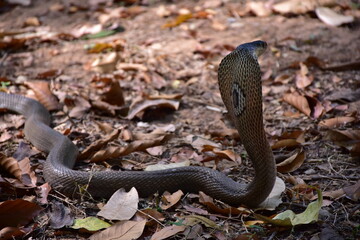 Obraz premium Adult Monocled cobra aka Naja kaouthia snake, Monocled cobra, Naja kaouthia, Naja kaouthia MONOCELLATE COBRA. Venomous. Photograph shows hood pattern