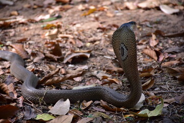 Obraz premium Adult Monocled cobra aka Naja kaouthia snake, Monocled cobra, Naja kaouthia, Naja kaouthia MONOCELLATE COBRA. Venomous. Photograph shows hood pattern