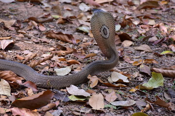 Fototapeta premium Adult Monocled cobra aka Naja kaouthia snake, Monocled cobra, Naja kaouthia, Naja kaouthia MONOCELLATE COBRA. Venomous. Photograph shows hood pattern