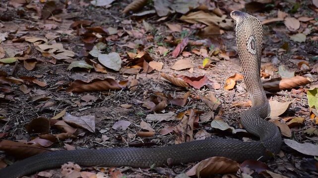 Naja kaouthia, Monocle,The monocled cobra (Naja kaouthia)