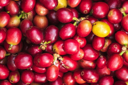 Ripe Red coffee bean berry fresh seed tree growth green eco organic farm. Top view Close up red ripe seed robusta arabica berries harvest brazil coffee plantation garden. Fresh bean with copy space