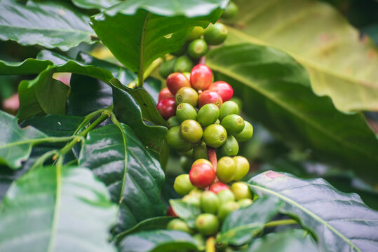 Ripe Red coffee bean berry plant fresh seed coffee tree growth in green eco organic farm. Close up red ripe seed robusta arabica berries harvest for  coffee garden. Fresh coffee bean green leaf bush