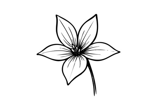 Pentas Flower Hand Drawn Illustration Vector by AZ for Books, Arts, Design and Decoration Graphic Asset