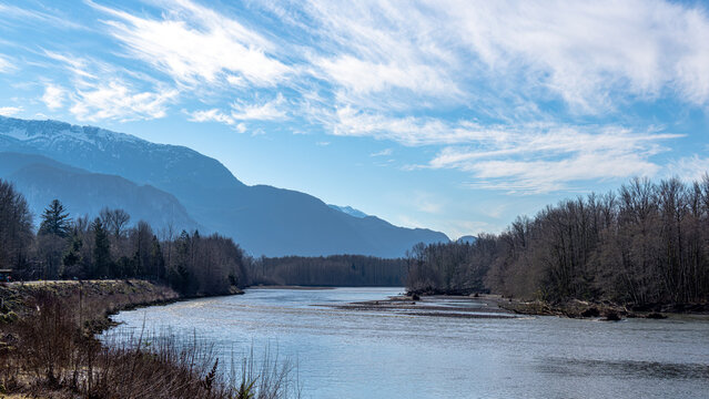 A river of eagles in winter - Brackendale , Squamish BC Canada