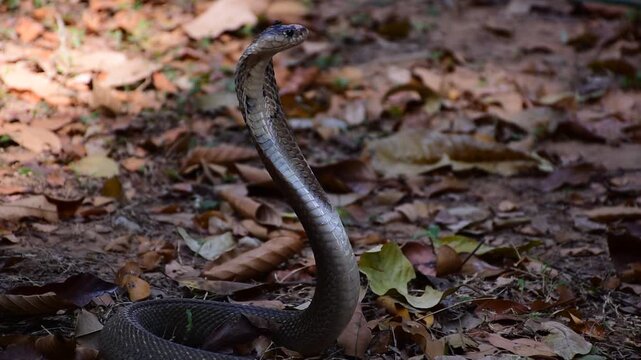 Naja kaouthia, Monocle,The monocled cobra (Naja kaouthia)