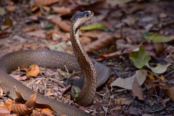 Fototapeta premium Naja kaouthia, Monocle,The monocled cobra (Naja kaouthia)