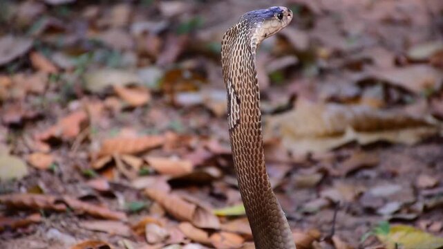 Adult Monocled cobra aka Naja kaouthia snake, Monocled cobra, Naja kaouthia, Naja kaouthia MONOCELLATE COBRA. Venomous. Photograph shows hood pattern