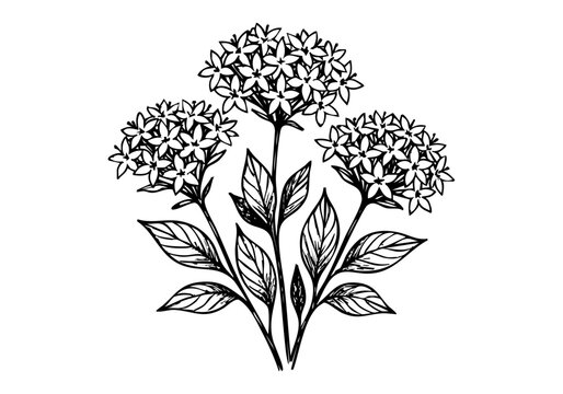 Pentas Flower Hand Drawn Illustration Vector by AZ for Books, Arts, Design and Decoration Graphic Asset