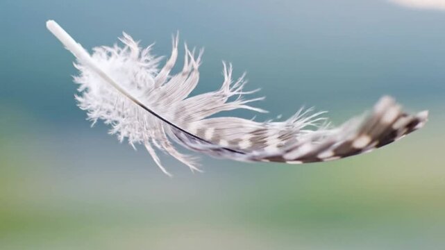 A single soft white swan feather floats between the blue sky and green grass, capturing the fluffy lightness and macro detail of a plume isolated in nature