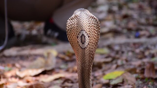 Adult Monocled cobra aka Naja kaouthia snake, Monocled cobra, Naja kaouthia, Naja kaouthia MONOCELLATE COBRA. Venomous. Photograph shows hood pattern