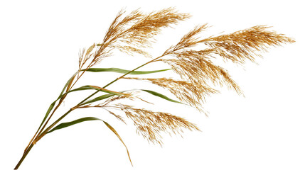 thin reed plant with segmented stem background isolated on a Transparent background, PNG file.