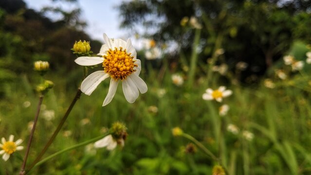 Ketul flower with the scientific name Bidens pilosa