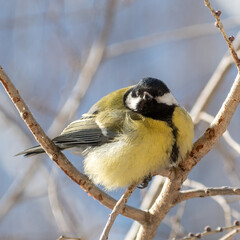 Naklejka premium titmouse portrait on a tree branch close up.