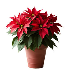 Vibrant red poinsettia plant in decorative pot high resolution transparent png photo