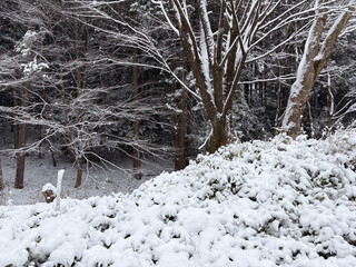 雪の積もった雑木林