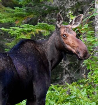 Moose in Baxter State Paak, Maine