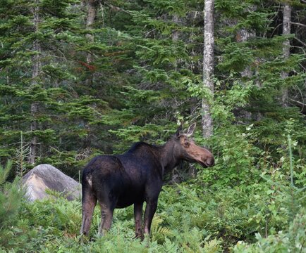 Moose in Baxter State Park, Maine