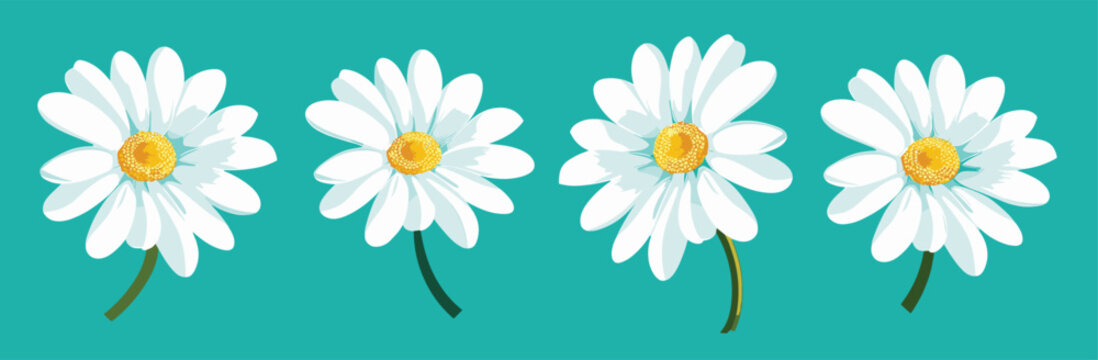  illustration of four white daisies with yellow centers on 