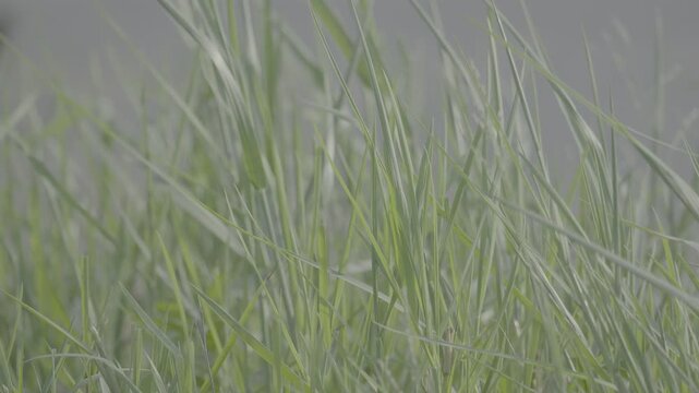 Dense Lush Green Grass Growing Thickly S log 3 10bit 422