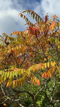 Colorful leaves of sumac tree in autumn park. Rhus typhina. Staghorn Sumac, vertical video.