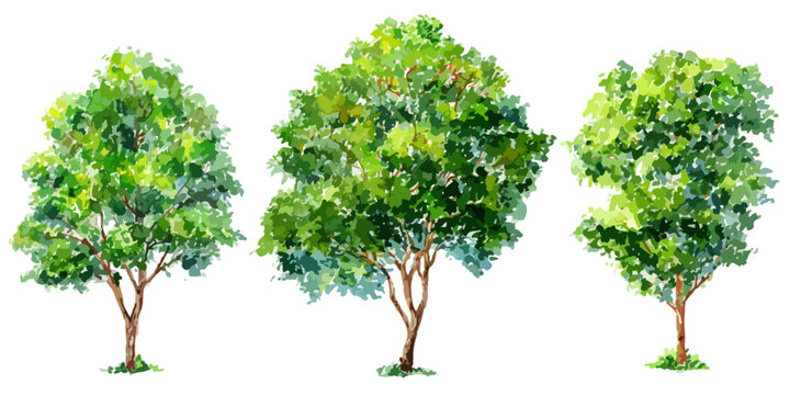 白い背景に描かれた3つの水彩画風の緑豊かな樹木のイラスト素材セット。透明感のある繊細なタッチで表現された新緑の葉と木の幹が特徴的で、自然の美しさを伝えるデザインや広告、ウェブサイトの装飾に最適な高品質なグラフィックリソースです。