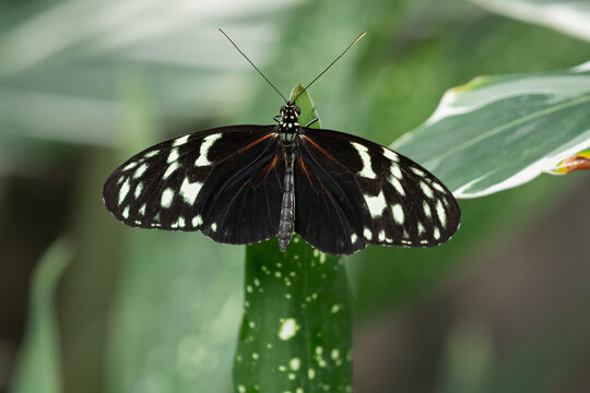 Longwing Butterfly Heliconius doris on Leaf