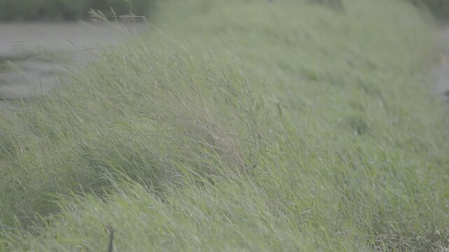 Dense Lush Green Grass Growing Thickly S log 3 10bit 422