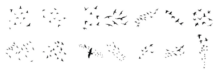 Flock of black birds in flight silhouettes flying © M