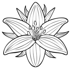 Stylized Lily Flower Black and White Line Art Botanical Illustration Blossom Bloom Floral Design