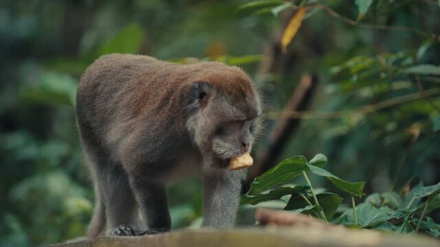 A candid shot of a wild macaque monkey walking along a stone wall with a piece of food in its mouth, set against a lush tropical forest background in Bali