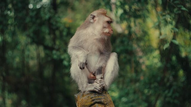 A cinematic shot of a wild macaque monkey sitting poised on a stone statue, with a lush green tropical forest background providing a soft bokeh in the Sacred Monkey Forest Sanctuary, Ubud