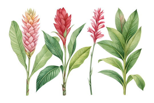set of Watercolor Ginger Flower Painting, Exotic Tropical Clipart, vector illustration isolated on white background