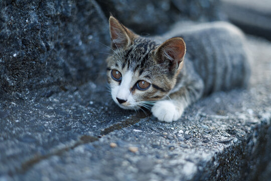 귀여운 아기 고양이 반려묘가 길에서 장난치고 놀고 있는 사진