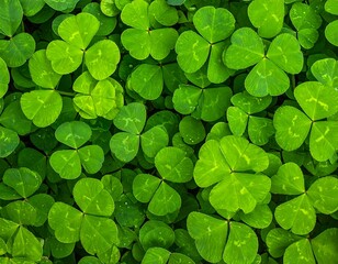 A vibrant, close-up photograph showcasing green clover leaves