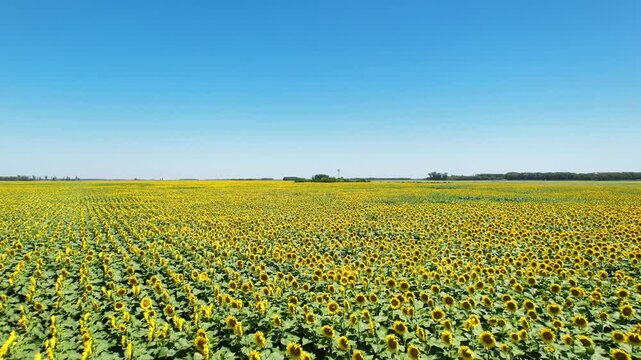 Sunflower Field Boundless Farmland Drone 4K