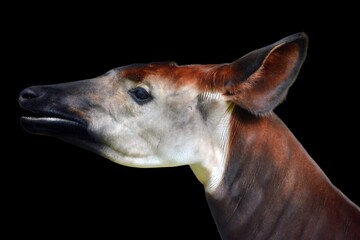 Okapi ( Okapia johnstoni), also known as the forest giraffe or zebra giraffe, is an artiodactyl mammal native to the northeast of the Democratic Republic of the Congo in Central Africa. 