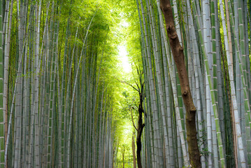 
Arashiyama is a district in Kyoto City, Japan, Arashiyama is a nationally designated Historic Site and Place of Scenic Beauty.
