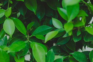 Abstract, nature Green leaf background and beautiful wallpaper.