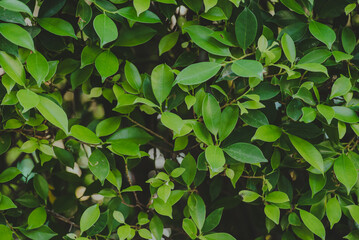 Abstract, nature Green leaf background and beautiful wallpaper.